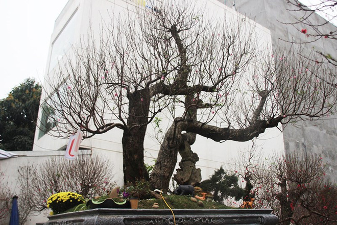 Những cây cảnh Tết giá trên trời dành cho đại gia